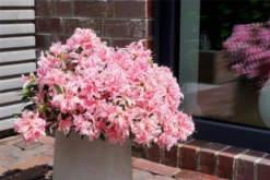 Japanische Azalee „Pink Spider®“