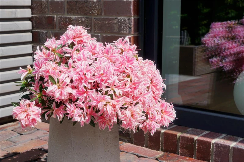 Japanische Azalee „Pink Spider®“ 3 Japanische Azalee „Pink Spider®“