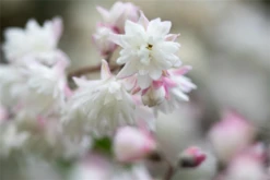Sternchenstrauch „Pink Pom-Pom“