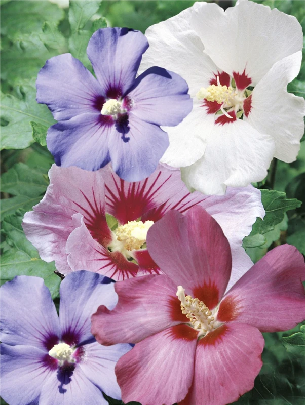 Roseneibisch 5 Roseneibisch – Bild 3