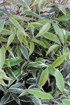 Traubenheide „Whitewater“