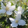 Gartenjasmin Fl´Aroma® „Glorius Odor“