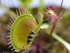 FLORAGARD Spezialerde Für Fleischfressende Pflanzen, 3 L -Wurzel Lust Verkaufsgeschäft 114896 4 800x800
