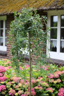 Hängender Erbsenstrauch „Pendula“