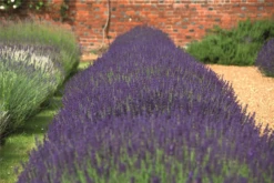 Lavendel „Hidcote“, Blau