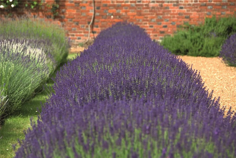 Lavendel „Hidcote“, Blau 3 Lavendel „Hidcote“, Blau
