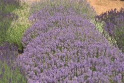 Wurzel Lust Verkaufsgeschäft -Wurzel Lust Verkaufsgeschäft 403107861288420Cedar20Blue20bush 800x800