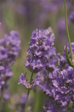 Lavendel „Cedar Blue“, Hellblau