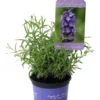 Lavendel „Imperial Gem“, Dunkelblau -Wurzel Lust Verkaufsgeschäft 4031078612891ipl 27339 LA20Imperial20Gem20IMG 9289 original 800x800