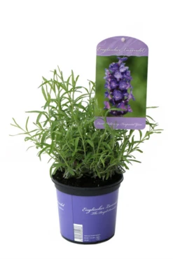 Lavendel „Imperial Gem“, Dunkelblau