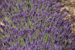 Lavendel „Peter Pan“, Dunkelblau -Wurzel Lust Verkaufsgeschäft 403107861290720Peter20Pan20bush 800x800