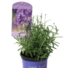Lavendel „Peter Pan“, Dunkelblau -Wurzel Lust Verkaufsgeschäft 403107861290720ipl 27346 LA20Peter20Pan20IMG 9294 original 800x800