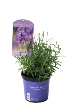 Lavendel „Peter Pan“, Dunkelblau