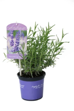 Lavendel „Elizabeth“®, Dunkelviolett