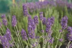 Lavendel „Richard Grey“, Blau 10 Lavendel „Richard Grey“, Blau -Wurzel Lust Verkaufsgeschäft 403107861293820Richard20Gray20bush 800x800