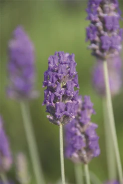 Wurzel Lust Verkaufsgeschäft -Wurzel Lust Verkaufsgeschäft 403107861293820Richard20Gray20flower 800x800