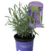 Lavendel „Richard Grey“, Blau