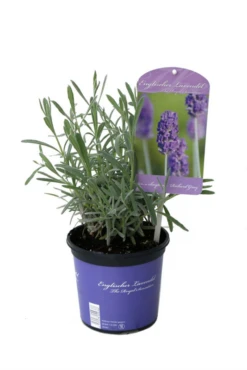 Lavendel „Richard Grey“, Blau