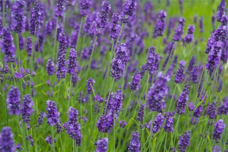 Lavendel „Olympia“, Blau 4 Lavendel „Olympia“, Blau – Bild 2