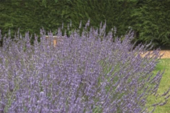 Lavendel „Sussex“, Blau -Wurzel Lust Verkaufsgeschäft 403107861295220Sussex20bush 800x800