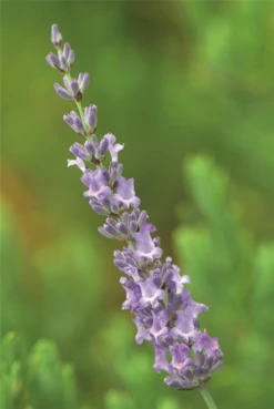 Lavendel „Sussex“, Blau -Wurzel Lust Verkaufsgeschäft 403107861295220Sussex20flower 800x800