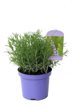 Lavendel „Sussex“, Blau