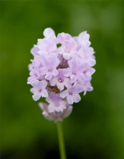 Lavendel „Little Lottie“, Rosa