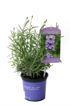 Lavendel „Melissa Lilac“®, Hellblau
