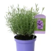 Lavendel „No.9“, Mittelblau -Wurzel Lust Verkaufsgeschäft 403107861387420ipl 27345 LA20No20920IMG 9331 original 800x800