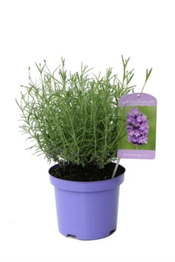 Lavendel „No.9“, Mittelblau
