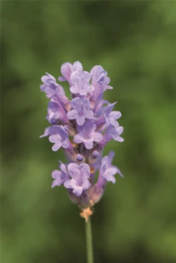 Lavendel „Little Lady“, Hellblau