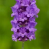 Lavendel „Beechwood Blue“, Dunkelblau 1 Lavendel „Beechwood Blue“, Dunkelblau -Wurzel Lust Verkaufsgeschäft 403107861389820Beechwood20Blue20flower 800x800