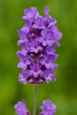 Lavendel „Beechwood Blue“, Dunkelblau
