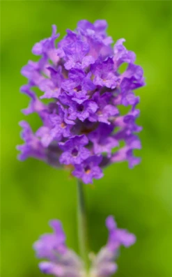Lavendel „Laventite Petite®“, Blau