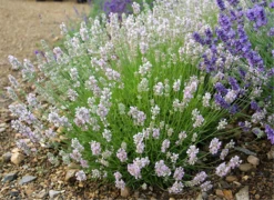 Lavendel „Lady Ann“, Rosa -Wurzel Lust Verkaufsgeschäft 403107861391120ipl 24641 3020Lady20Ann20bush original 800x800