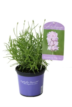 Lavendel „Lady Ann“, Rosa