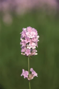 Lavendel „Coconut Ice“, Rosaweiß