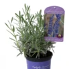 Lavendel „Silver Sands“, Blau -Wurzel Lust Verkaufsgeschäft 403107861394220ipl 27244 AC20Silver20Sands20IMG 9305 original 800x800