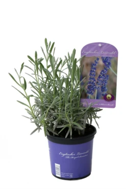 Lavendel „Silver Sands“, Blau