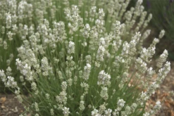 Lavendel „Nana Alba“, Weiß -Wurzel Lust Verkaufsgeschäft 403107861395920Nana20Alba20bush 800x800