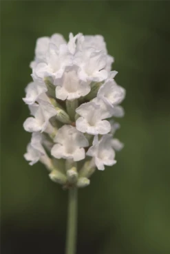Lavendel „Nana Alba“, Weiß -Wurzel Lust Verkaufsgeschäft 403107861395920Nana20Alba20flower 800x800