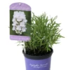 Lavendel „Nana Alba“, Weiß -Wurzel Lust Verkaufsgeschäft 403107861395920ipl 27343 LA20Nana20Alba20IMG 9296 original 800x800