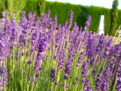 Lavendel „Royal Velvet“, Dunkelviolett -Wurzel Lust Verkaufsgeschäft 403107861396620ipl 24757 Royal20Velvet20bush original 800x800