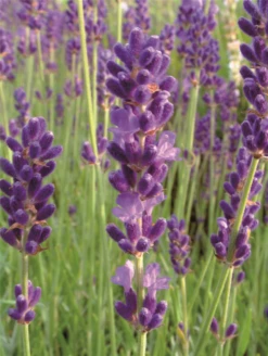 Lavendel „Royal Velvet“, Dunkelviolett -Wurzel Lust Verkaufsgeschäft 403107861396620ipl 24760 Royal20Velvet20Flower20cmyk original 800x800