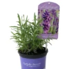 Lavendel „Royal Velvet“, Dunkelviolett -Wurzel Lust Verkaufsgeschäft 403107861396620ipl 27347 LA20Royal20Velvet20IMG 9290 original 800x800