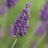 Lavendel „Sawyers“, Blau -Wurzel Lust Verkaufsgeschäft 403107861397320Sawyers20flower 800x800