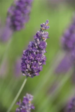 Lavendel „Sawyers“, Blau