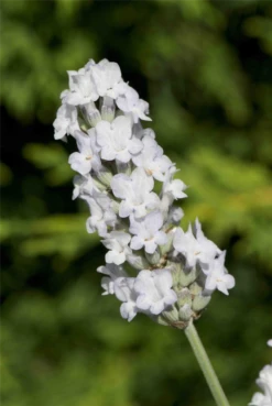 Lavendel „Heavenly Angel“®, Weiß
