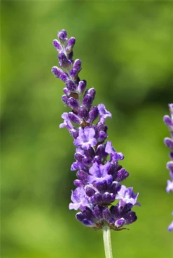 Lavendel „Heavenly Night“®, Dunkelblau