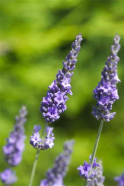 Lavendel „Heavenly Scent“®, Hellblau